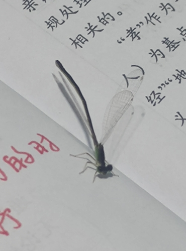 Ischnura asiatica