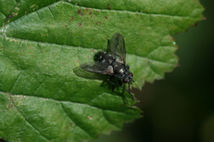 Periscepsia spathulata