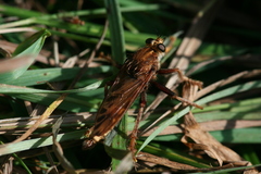 Asilus crabroniformis