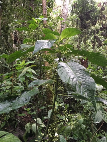 Notopleura macrophylla, photograph 2