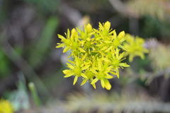 Petrosedum rupestre