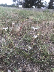 Trachyandra flexifolia