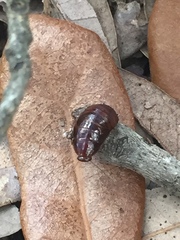 Pycnoscelus surinamensis