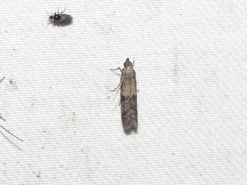 Reddish Ephestiodes Moth photo 2