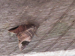 Closteromorpha modesta