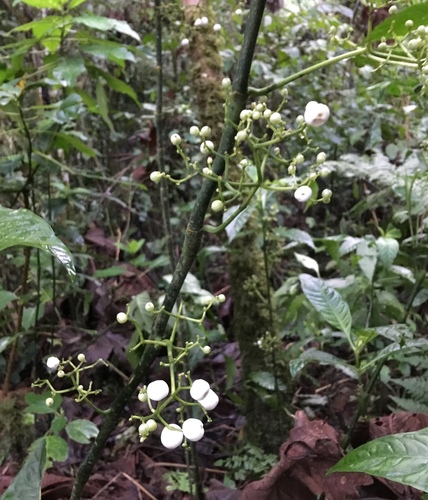 Notopleura macrophylla, photograph 1