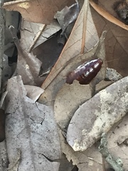 Pycnoscelus surinamensis