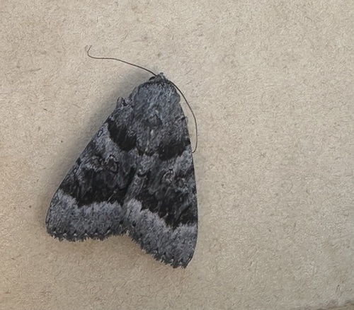 Bay Underwing