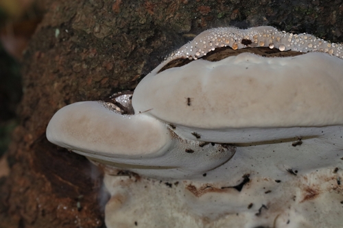 Ganoderma applanatum