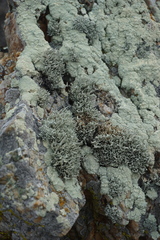 Protoparmeliopsis pinguis