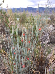 Ephedra intermedia