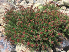 Rhodiola coccinea