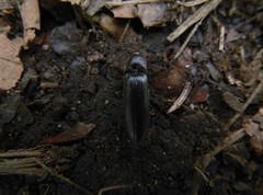 Melanotus castanipes