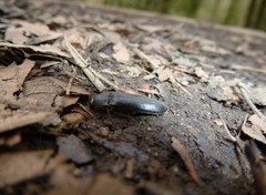 Melanotus castanipes