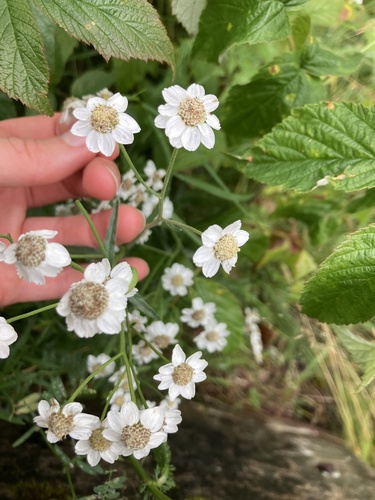Sneezewort