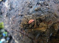 Androniscus dentiger