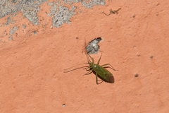 Blepharidopterus angulatus