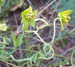Dalechampia capensis