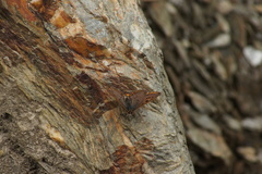 Lycaena li