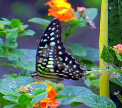 Graphium agamemnon agamemnon