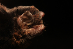 Small Long-Fingered Bat photo 2