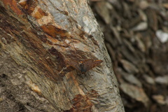 Lycaena li