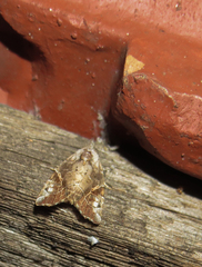 Gonodes liquida