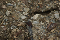 Zygaenoidea