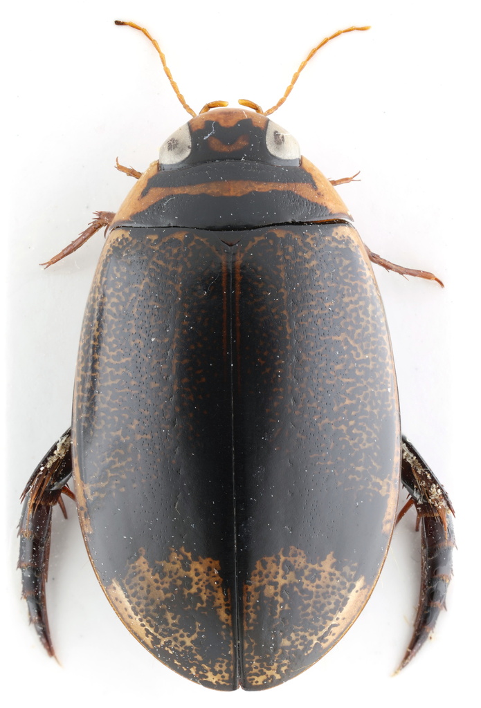 Thermonectus circumscriptus