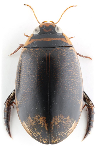Thermonectus circumscriptus