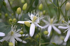 Clematis flammula