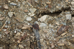Zygaenoidea