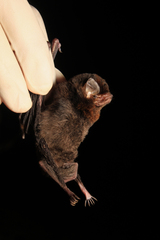 Small Long-Fingered Bat photo 4