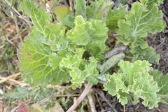 Brassica oleracea acephala