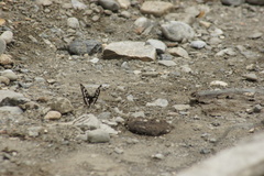Limenitis cottini