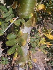 Commiphora marlothii