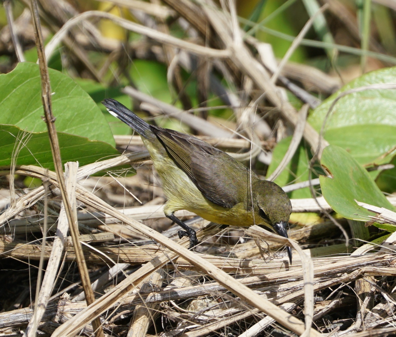Palawan Sunbird illustration