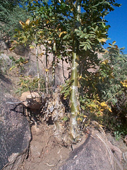 Commiphora marlothii