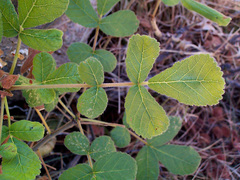 Commiphora marlothii