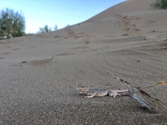 Phrynocephalus mystaceus