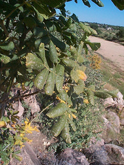 Commiphora marlothii