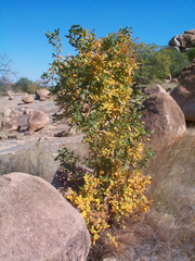 Commiphora marlothii