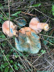 Lactarius semisanguifluus