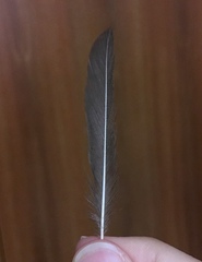 Sylvia atricapilla