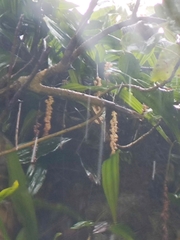 Coelogyne pallida, photograph (c) Ashwin A, some rights reserved (CC BY)