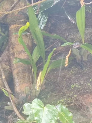 Coelogyne pallida, photograph 3