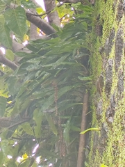 Coelogyne pallida, photograph (c) Ashwin A, some rights reserved (CC BY)