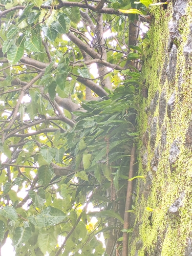 Coelogyne pallida, photograph 5