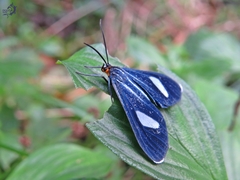 Euagra azurea
