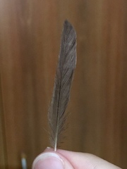Sylvia atricapilla